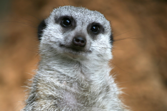 meerkat