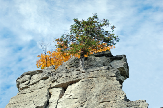 tree growing out from a large rock