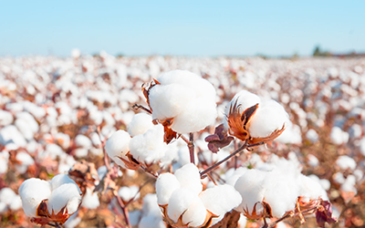 cotton plants